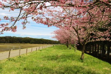 さくら　道　思川　風景　杤木