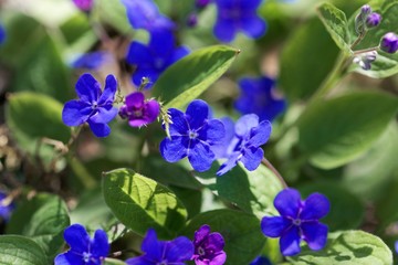 Obraz premium Creeping navelwort, Omphalodes verna