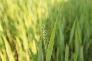 field of wheat