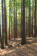 bosque de secuoyas      secuoyas park