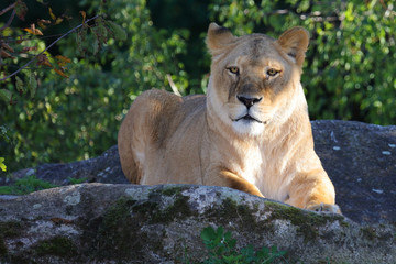 Afrikanischer Löwe / African Lion / Panthera Leo.