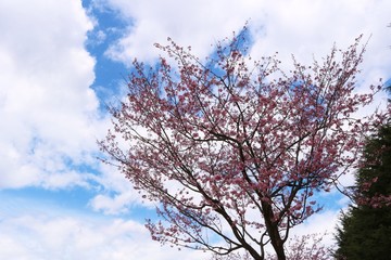 さくら　空　とちぎ