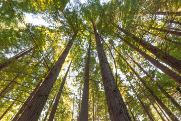 bosque de secuoyas      secuoyas park