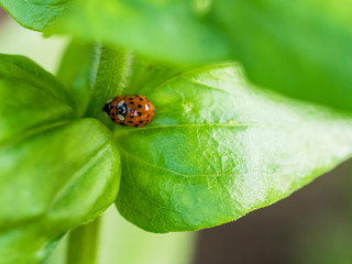 ladybug on leaf