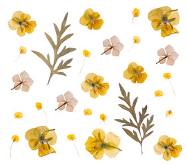 flat pressed dried flower pattern isolated on white background