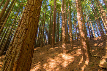 bosque de secuoyas      secuoyas park