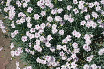 Many white flowers of garden pink in May