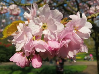 Pink Flowers with blur background.Pink cherry blossom.Cherry blossom in copenhagen,denmark.Flowers art for background.Beautiful cherry blossom. Cherry blossom in spring.Isolated cherry blossom.Close u
