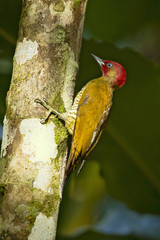 Rufous-winged woodpecker (Piculus simplex) is a species of bird in the family Picidae. It is found in Costa Rica, Honduras, Nicaragua and Panama.