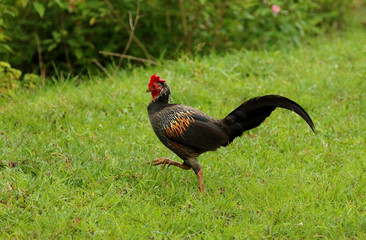 Grey Jungle Fowl, Gallus sonneratti, Bandipur National Park, Karnataka, India.