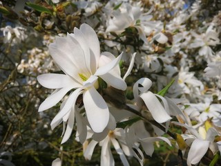 white flowers in the garden