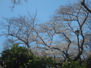綺麗な桜