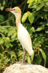 Cattle Egret in Plumage, Bubulcus ibis, Ranganathittu Bird Sanctuary, Karnataka, India.