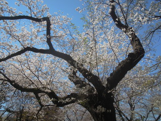 綺麗な桜