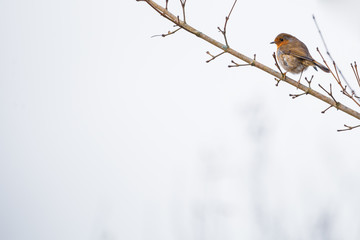 European Robin, Erithacus rubecula, sitting in the water, bird in the nature habitat, nesting time