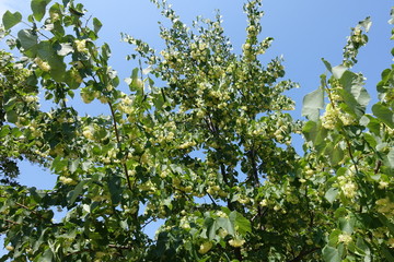 Fototapeta na wymiar Branches of blossoming linden tree against blue sky