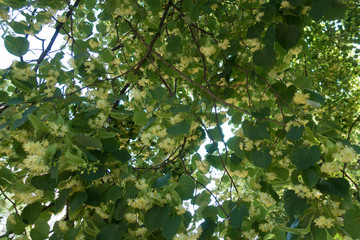 Foliage of blossoming linden tree in June