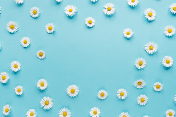 Flowers composition. Frame of chamomile flowers on pastel blue background. Spring, summer concept. Flat lay, top view, copy space