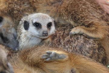 Erdmännchen / Suricate / Suricata suricatta..