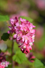 Winter currant King Edward VII