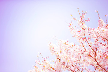 優しい色合いに表現した美しく満開に咲き誇る一本の桜とコピースペースの青い空