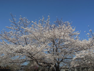 Fototapeta premium 綺麗な桜