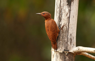 Rufous Woodpecker, Micropternus brachyurus, Ganeshgudi, Karnataka, India.