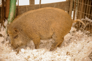 Big producer of red wild boar. Meat breed of pigs Duroc. Pigs grazing outdoors in a dirty farm field. Name in Latin: Sus scrofa domesticus. Red Hogging pigs. Red boar. Concept growing organic food.