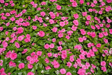 Many pink flowers of Catharanthus roseus from above