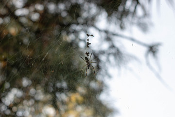 spider on web