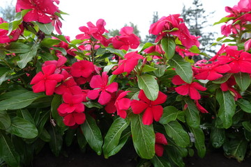 Blossoming bright red Catharanthus roseus in July