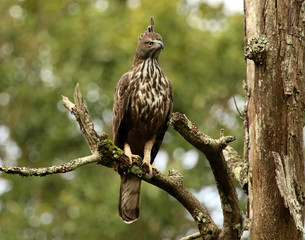 Crested Hawk Eagle, Nisaetus cirrhatus, Bandipur National Park, Karnataka, India.