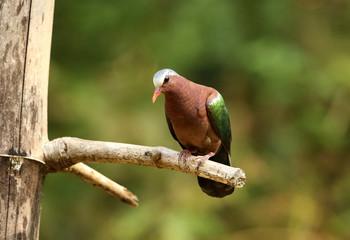 Emerald Dove, Chalcophaps indica, Ganeshgudi, Karnataka, India.