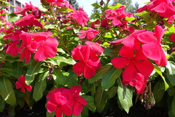 Closeup of red flowers of Catharanthus roseus in August