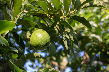 lemons on tree