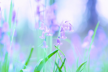 Springtime freshness.Bluebells blossom in british woodland.