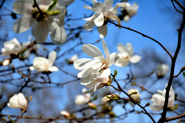 In the park, in the garden spring sunny day, magnolia blooms.