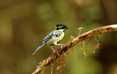 Obraz premium Black Lored Tit, Machlolophus aplonotus, Ganeshgudi, Karnataka, India.