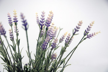 lavender flowers on a white background