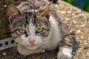 Cute cat lie down on the concrete. Lazy cat sit on concrete. Portrait of cat on the ground.Kitty looking something.