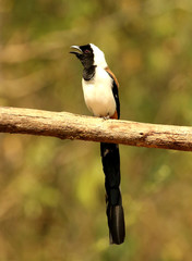 White Bellied Treepie, Dendrocitta leucogastra, Thettekad, Kerala, India.