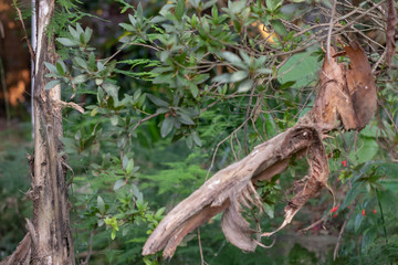 lizard on tree
