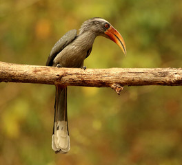 Malabar Grey Hornbill, Ocyceros griseus, Thettekad, Kerala, India.
