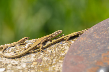 Green lizard on the concrete next to the metal pillar. Small lizard getting scared and retreating to its hide