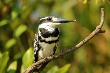Pied Kingfisher, Ceryle rudis, Ranganathittu Bird Sanctuary, Karnataka, India.