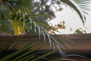 palm trees on beach