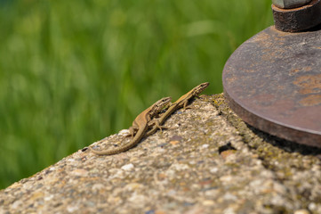 Green lizard on the concrete next to the metal pillar. Small lizard getting scared and retreating to its hide