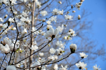 In the park, in the garden spring sunny day, magnolia blooms.
