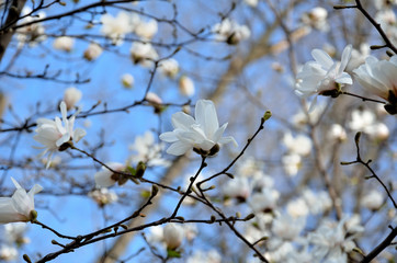 In the park, in the garden spring sunny day, magnolia blooms.