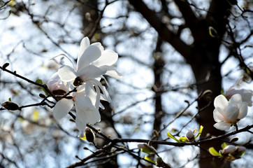 In the park, in the garden spring sunny day, magnolia blooms.